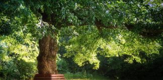 Vaše mesto se nalazi na spisku gde će na proleće biti podela sadnica u akciji “Posadi Svoj Hlad”