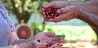Otkrijte sve što niste znali o kafi sorte Arabica