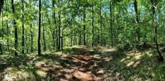 SAOPŠTENJE: U NP Fruška Gora brutalno napadnut ekološki aktivista Pokreta OŠFG