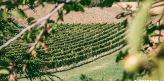 DIONYSUS Experience – Godlike Adventure u vinariji Verkat na Fruškoj gori