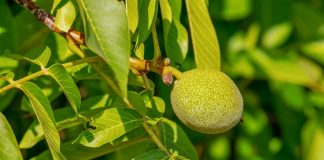 Najbolji način da svoju penziju investirate u prirodu, a ona ume velikodušno da uzvrati