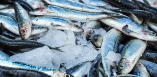 Zašto je post dobar za telo i kako da odaberete najkvalitetniju ribu?